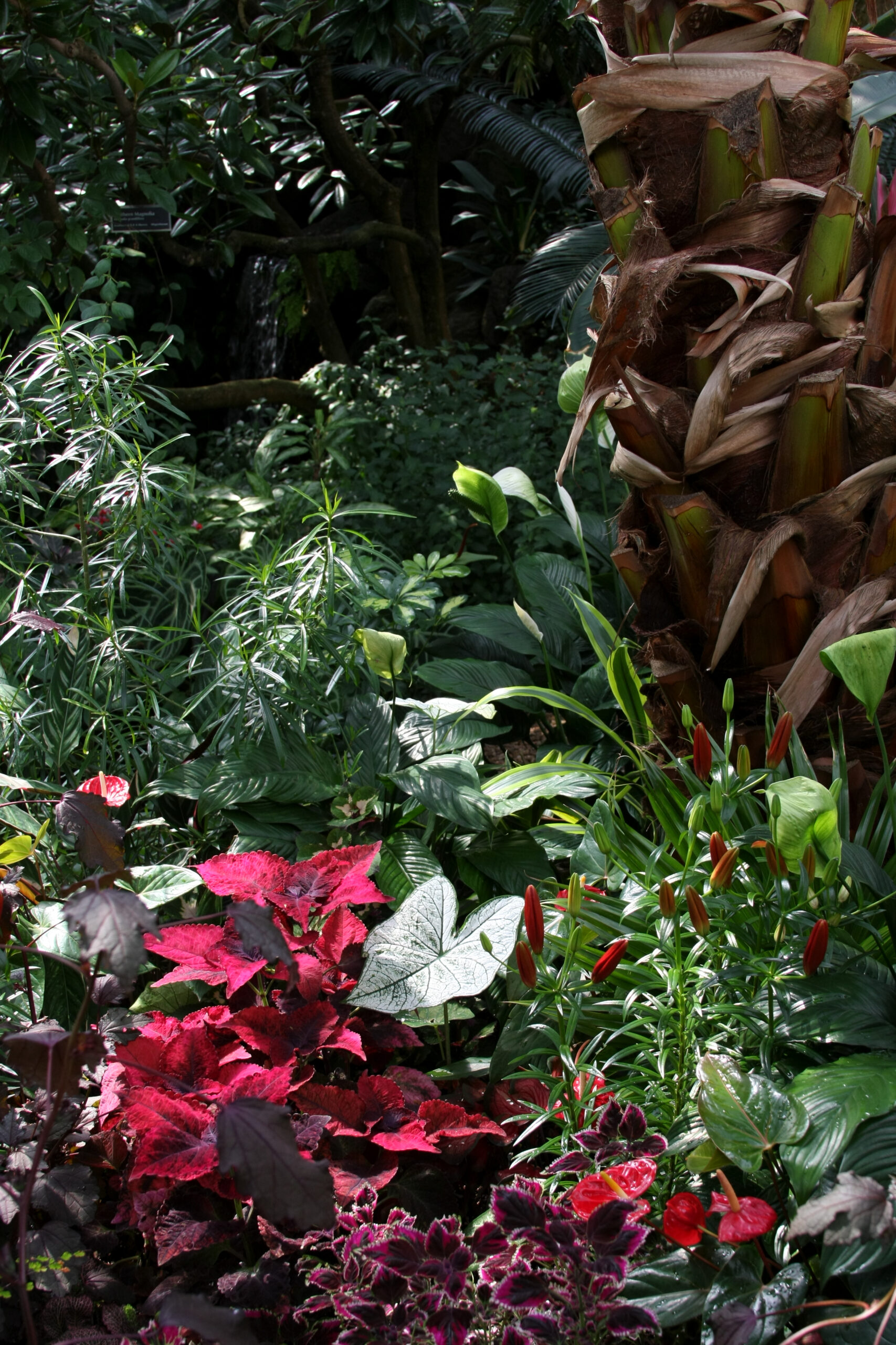 Bloedel Conservatory biodome interior, Queen Elizabeth Park