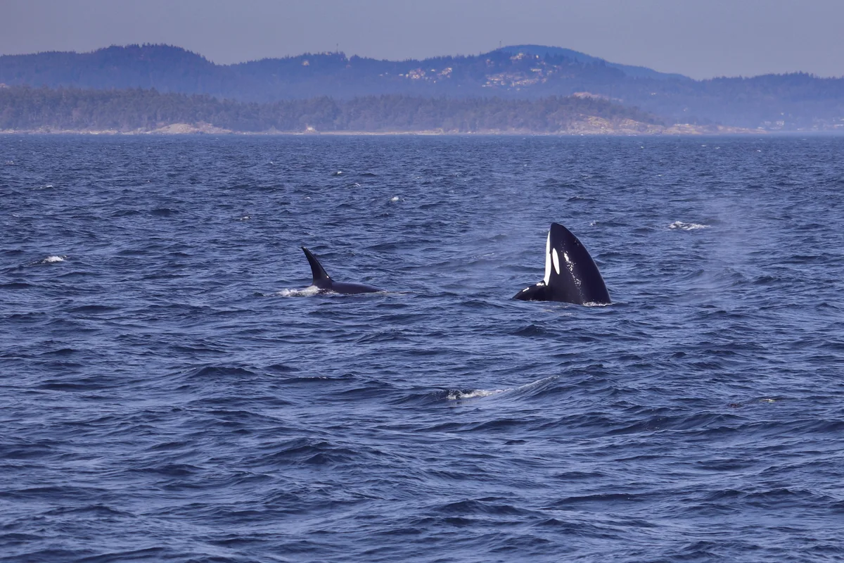Orcas swimming in the Pacific Ocean near the British Columbia coast