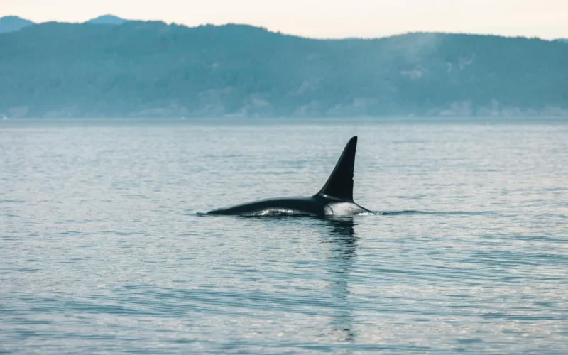 Orcas in Vancouver: Why Killer Whales Are Showing Up Near the City — and How to Watch Responsibly
