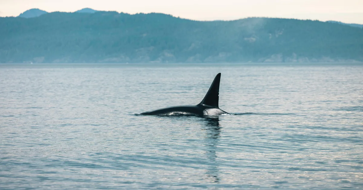 Orcas in Vancouver: Why Killer Whales Are Showing Up Near the City — and How to Watch Responsibly