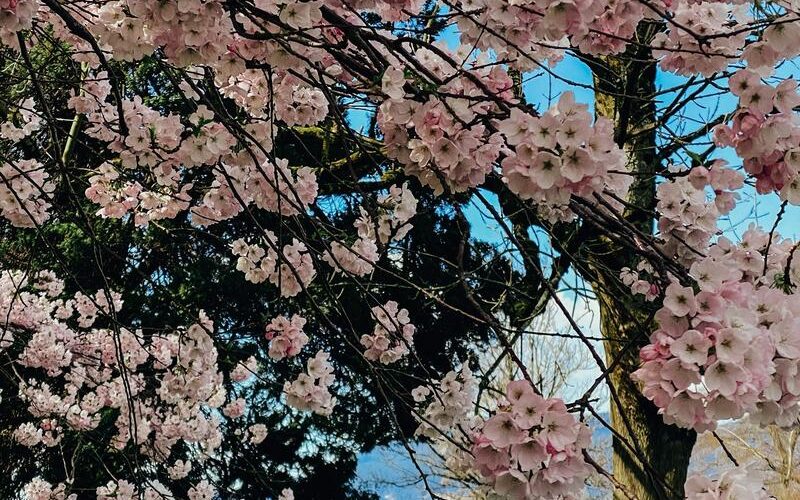 Metro Vancouver Parks That Feel Best in Spring
