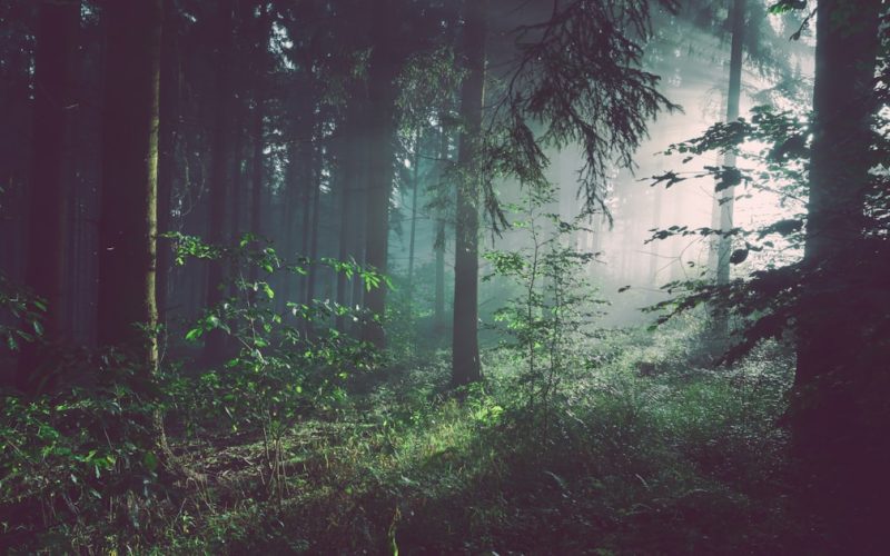 Weekend Ideas in New Westminster, BC