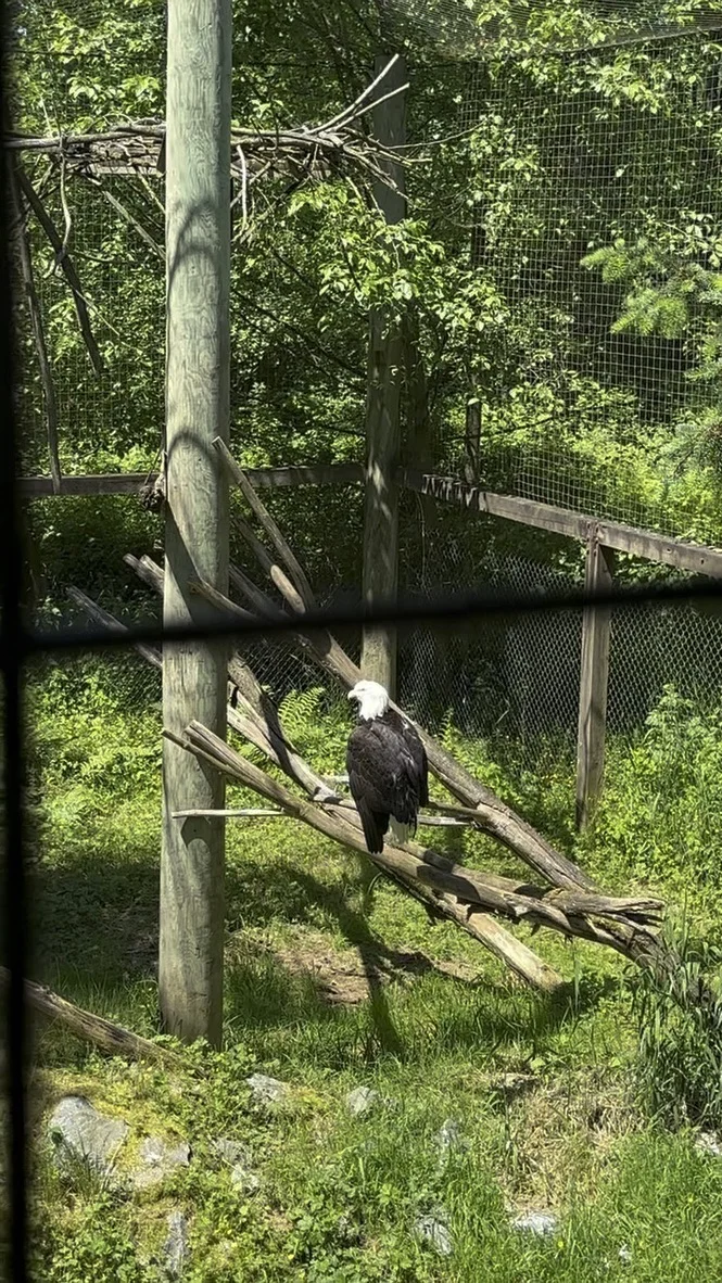 Bald eagle perched on branches inside its enclosure at Greater Vancouver Zoo