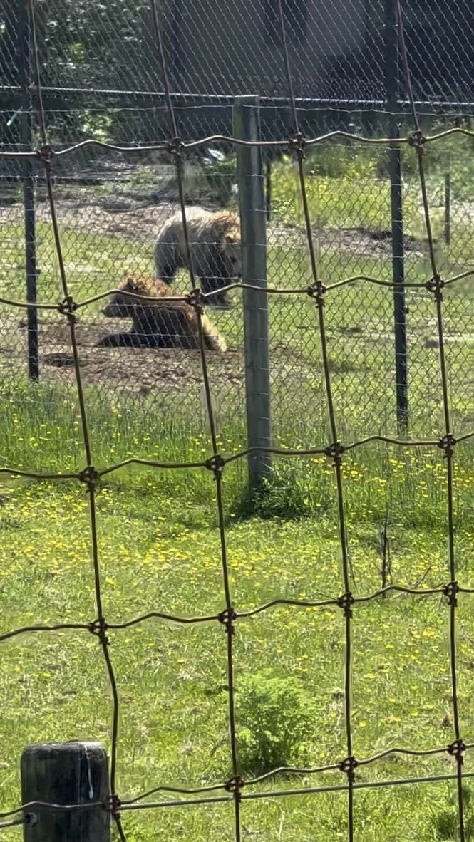 Two bears resting in their outdoor habitat at Greater Vancouver Zoo