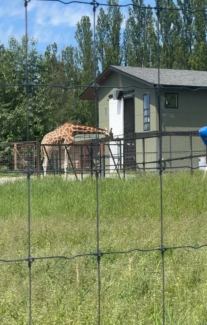 Giraffe reaching toward a fence near its habitat building at Greater Vancouver Zoo