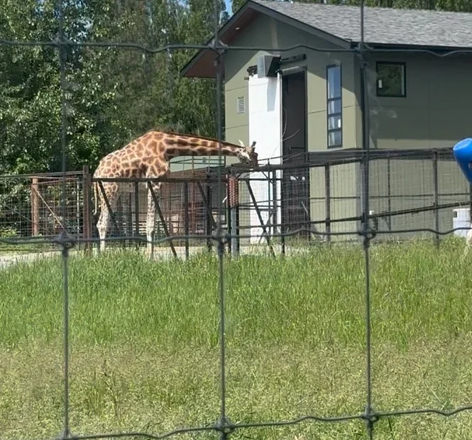 Giraffe reaching toward a fence near its habitat building at Greater Vancouver Zoo