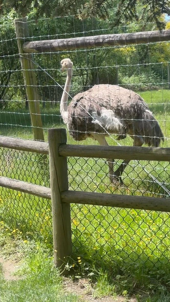 Ostrich standing behind a wooden and wire fence at Greater Vancouver Zoo