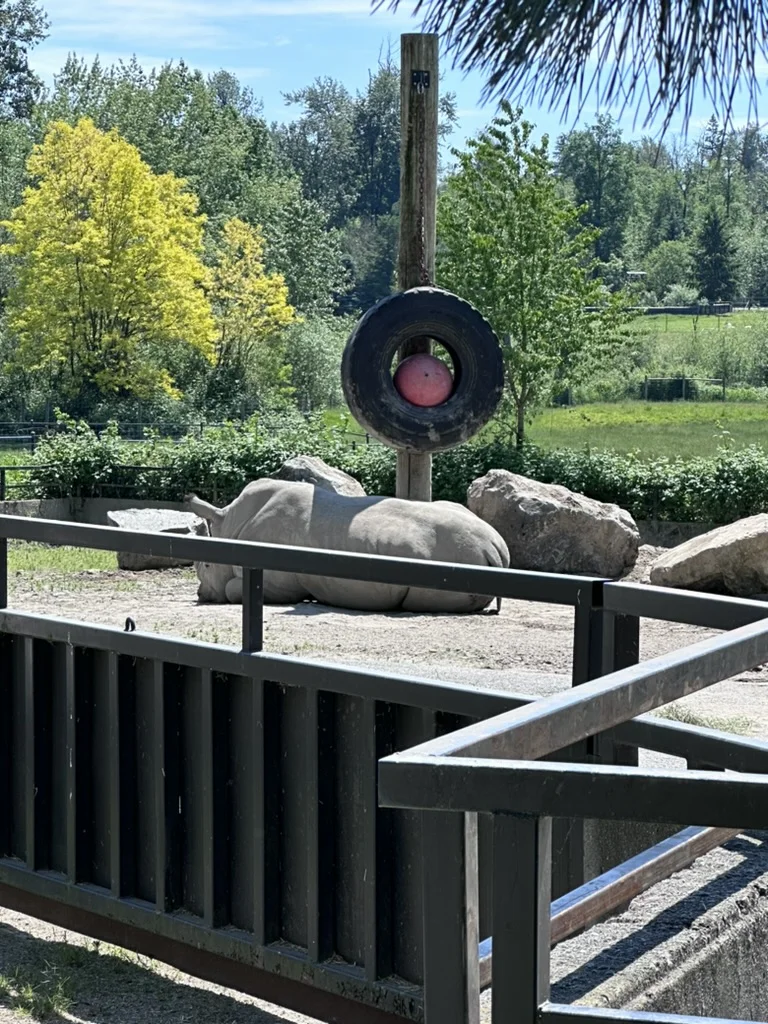 Rhinoceros resting near rocks and an enrichment tire at Greater Vancouver Zoo