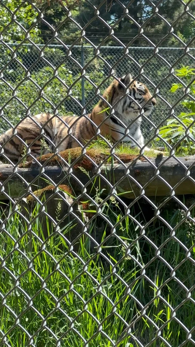Tiger resting on a platform behind chain-link fencing at Greater Vancouver Zoo