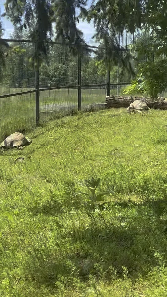 Two large tortoises in a grassy enclosure at Greater Vancouver Zoo